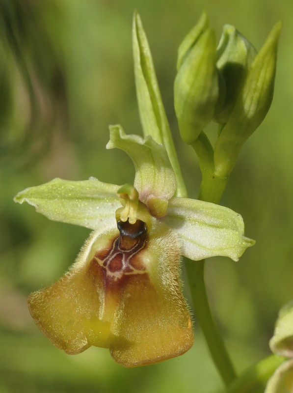 Ophrys lacaitae tra introgressioni e forme ibride  Molise 2023.